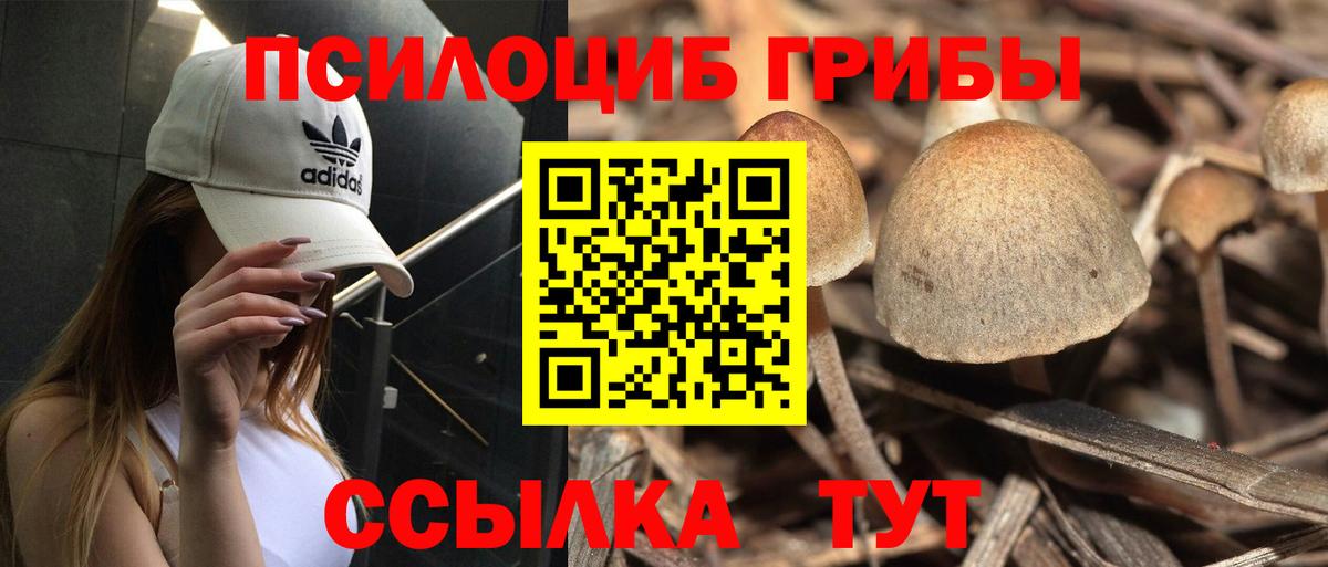 где продают наркотики  Псилоцибиновые грибы Cubensis  Вход с VPN  Владимир 